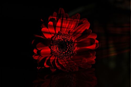 flower red gerbera