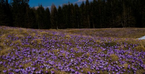 flower crocus meadow