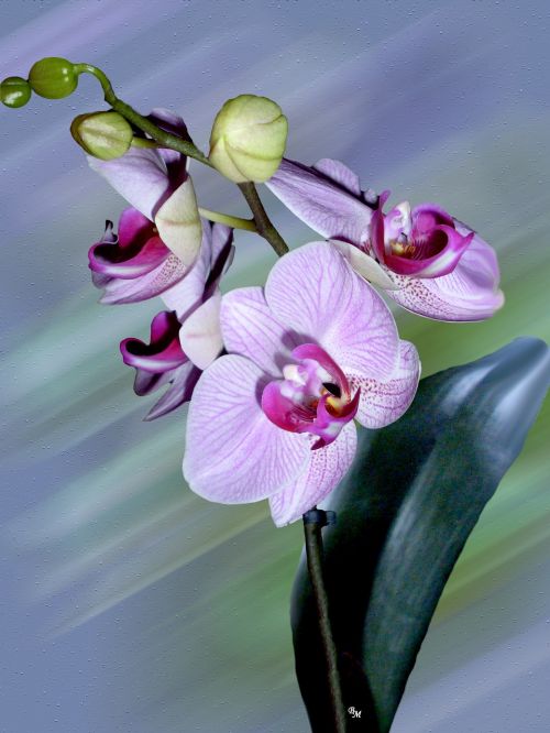 flower orchid blossom