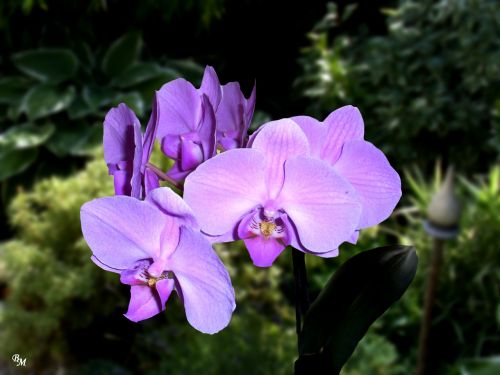 flower orchid blossom