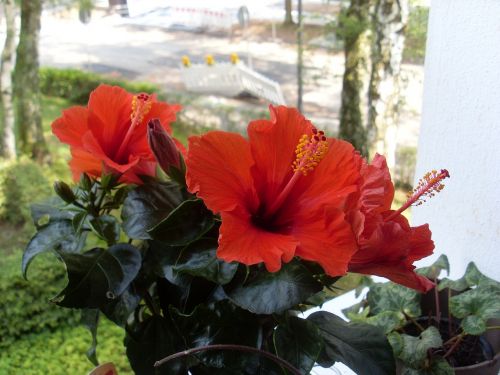 flower red flowers