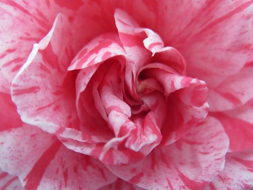 flower camelia pink