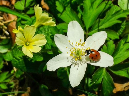 blossom bloom spring