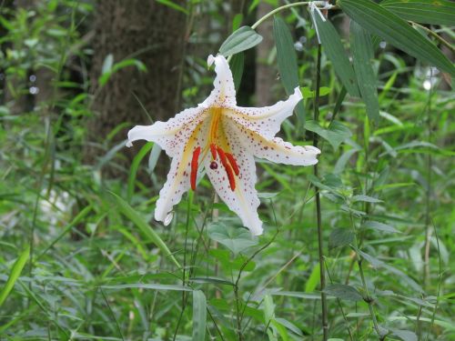 flower natural white