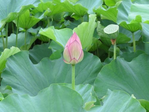 flower natural lotus flower