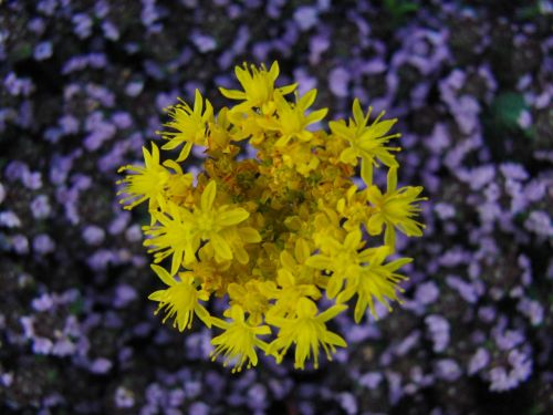 flower yellow nature