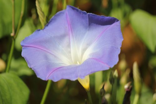 flower lilac nature