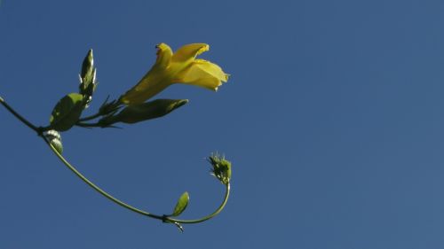 flower yellow nature