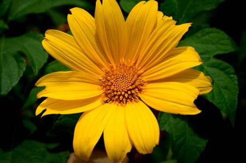 flower sunflower yellow