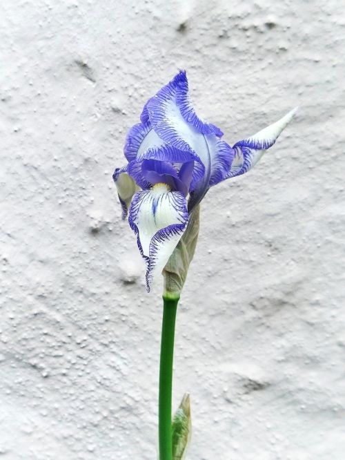 flower purple lily