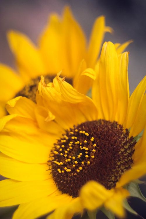 flower sunflower summer