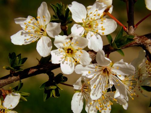 flower white spring casey