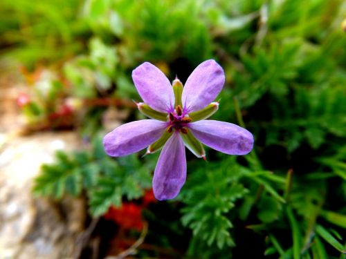 flower mov petals