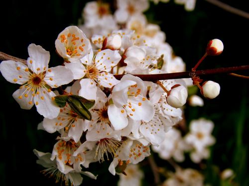 flower white spring casey