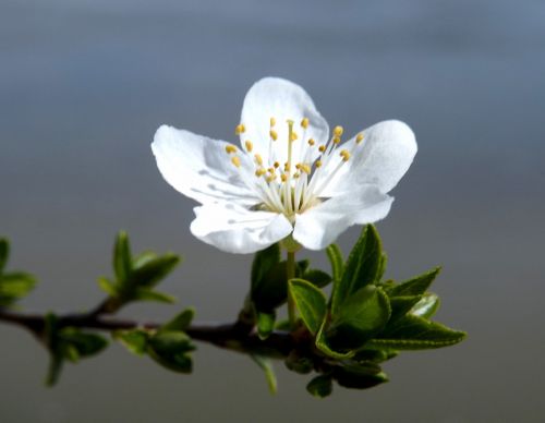 flower white spring casey