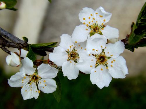 flower white spring casey