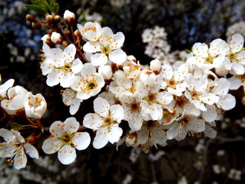 flower white spring casey