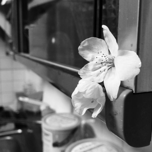 flower kitchen white flower