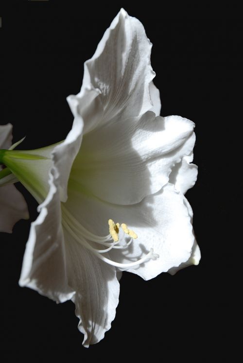 flower white spring