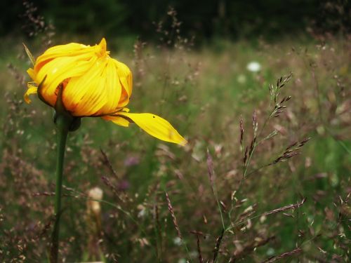 flower slovakia meadow