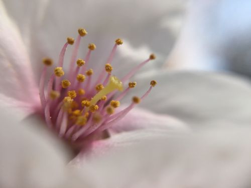 flower sakura blossom