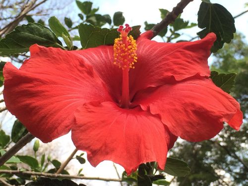 flower red nature