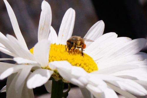 flower bee insect