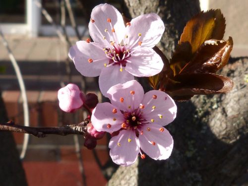 blossom bloom macro