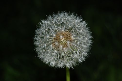 flower dandelion nature