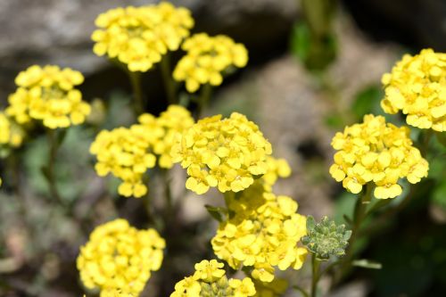 flower yellow spring flower