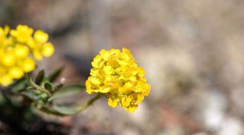 flower yellow spring flower