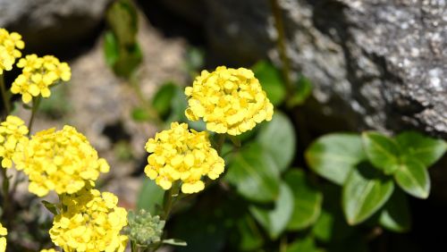 flower yellow spring flower
