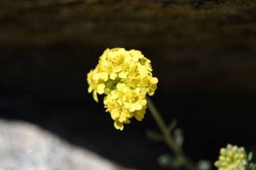 flower yellow spring flower