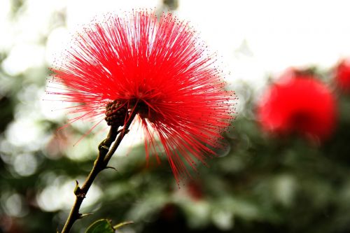 flower red plant