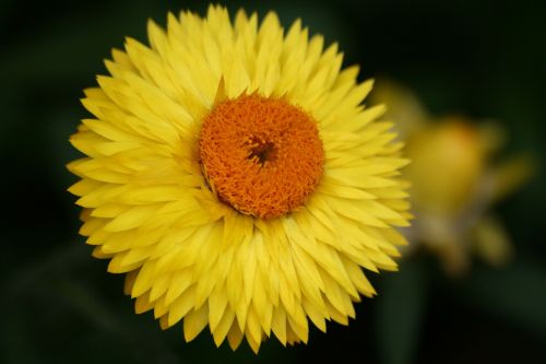 flower yellow