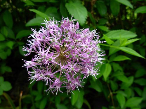 flower flowering shrub blossom