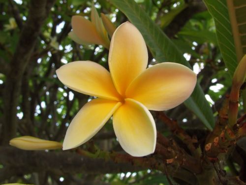 flower frangipani nature