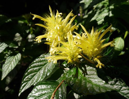 flower flowers yellow