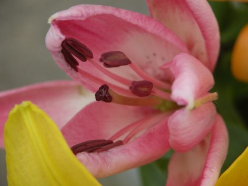 flower close up macro