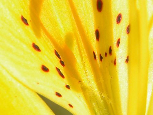 flower close up macro