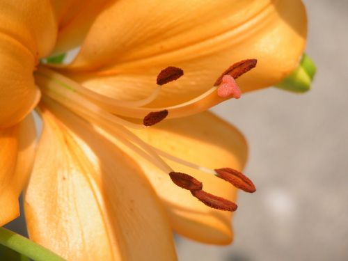 flower close up macro
