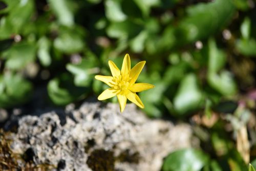 flower yellow plant