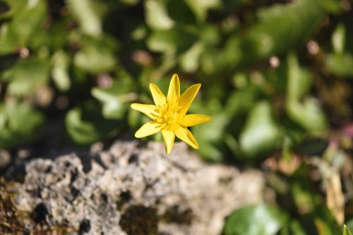 flower yellow plant