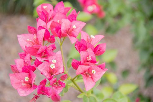 flower nature plant