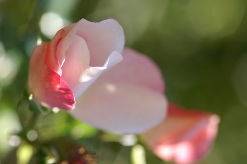 flower pink nature