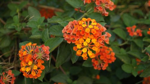 flower green lantana