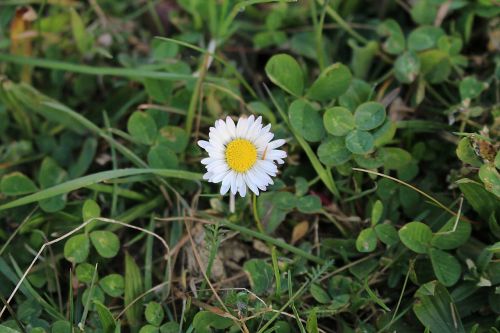 flower daisy close