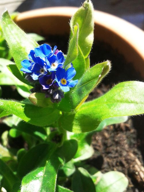 flower forget me not blue