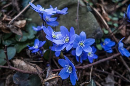 flower blue forest