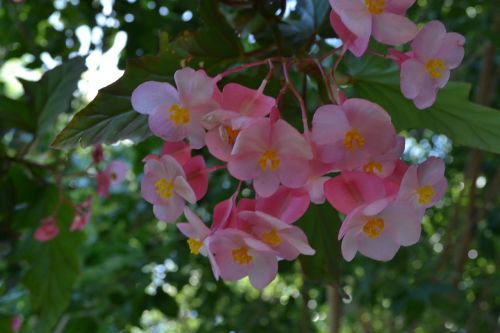 flower pink garden